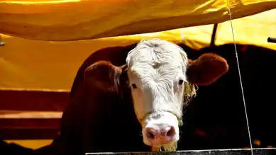 Kurban Bayramı'nda 3,3 Milyon Hayvan Kesildi