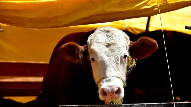 Kurban Bayramı'nda 3,3 Milyon Hayvan Kesildi